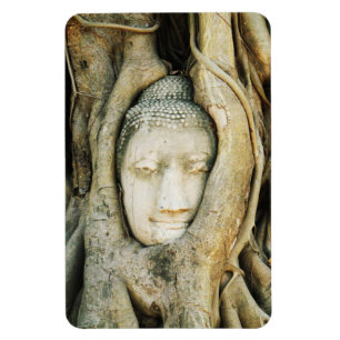 Buddha Head in the Fig Tree .. Ayutthaya, Thailand Magnet