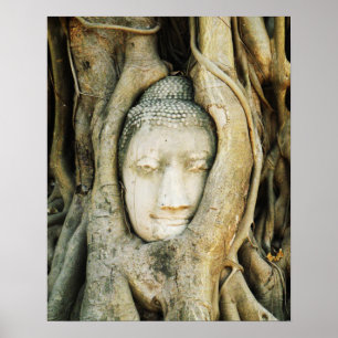 Buddha Head in the Fig Tree .. Ayutthaya, Thailand Poster