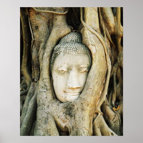 Buddha Head in the Fig Tree  Ayutthaya Thailand Poster