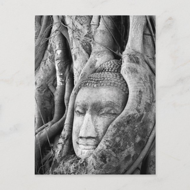 Buddha in a Tree Postcard (Front)