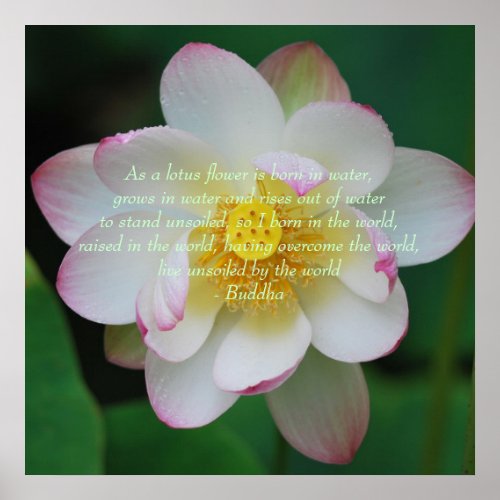 Buddha quote Lotus flower Poster