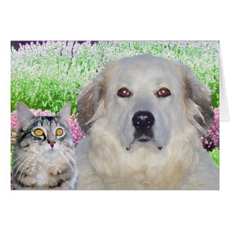 Buddies Cards