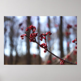  Budding Branch Poster