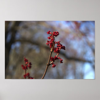  Budding Branch Poster