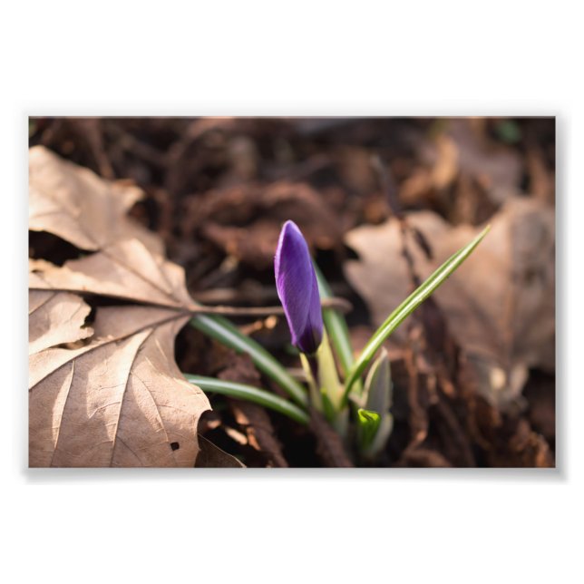 Budding Crocus Photo Print (Front)