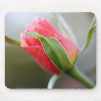 Budding Pink Rose in Early Morning Light Mousepad