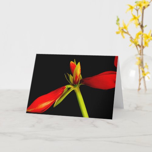 Budding Red Amaryllis on Black Card