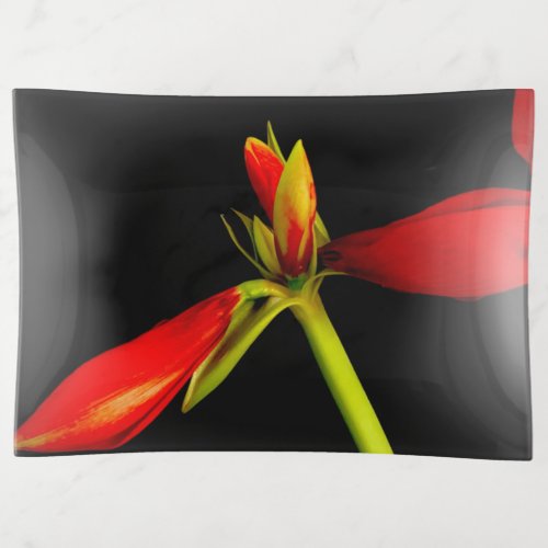 Budding Red Amaryllis on Black Large Trinket Tray