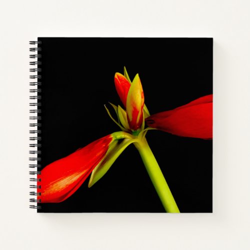 Budding Red Amaryllis on Black Notebook