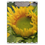 Budding Sunflower Clipboard