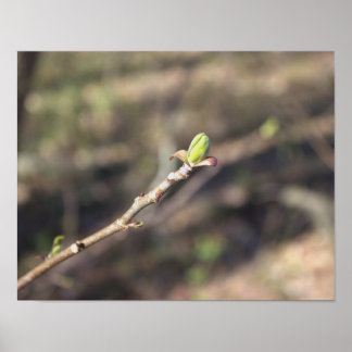 Budding Tree Branch Poster