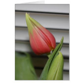 Budding Tulip (Front)