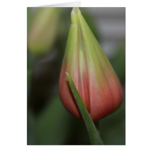 Budding Tulip #2 Cards (Front)