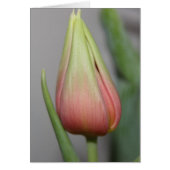 Budding Tulip #3 (Front)