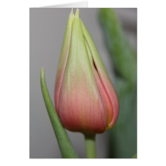 Budding Tulip #3 Cards (Front)