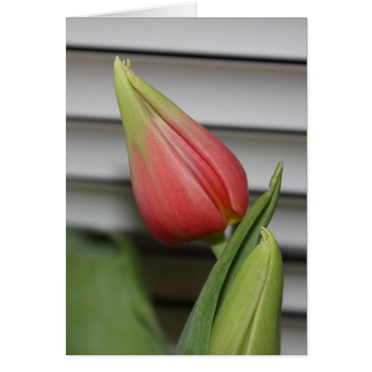 Budding Tulip Cards (Front)