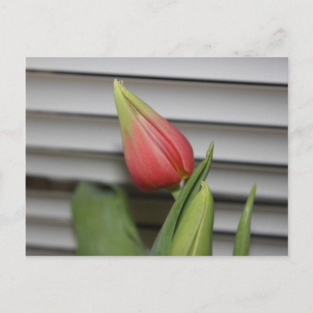 Budding Tulip Postcard (Front)
