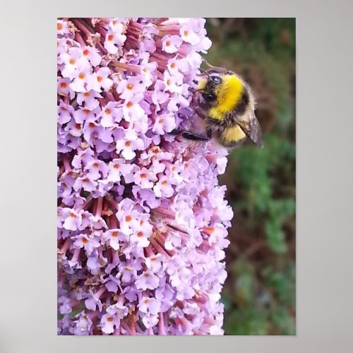 Buddleia Bumble Bee Poster