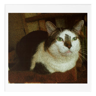 Buddy all twenty-five pounds of him. acrylic print