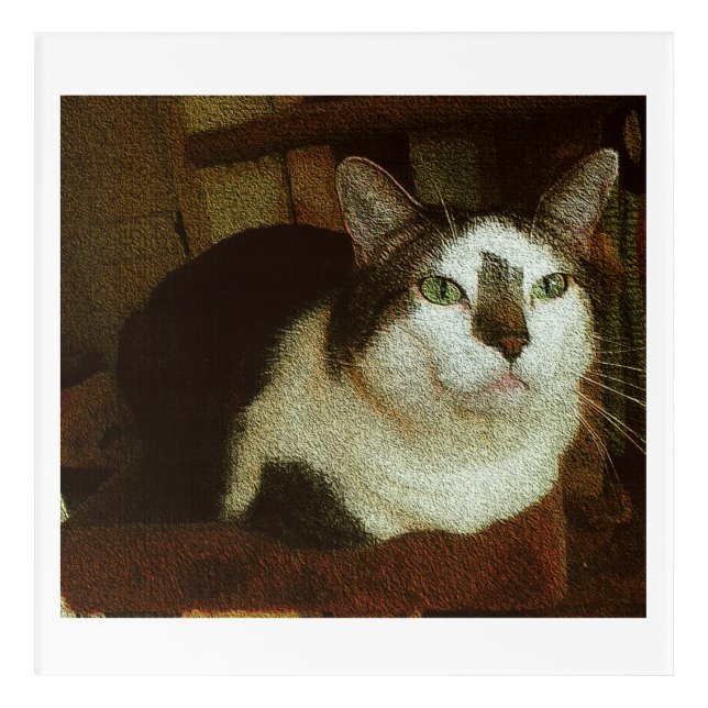 Buddy all twenty-five pounds of him. acrylic print (Front)