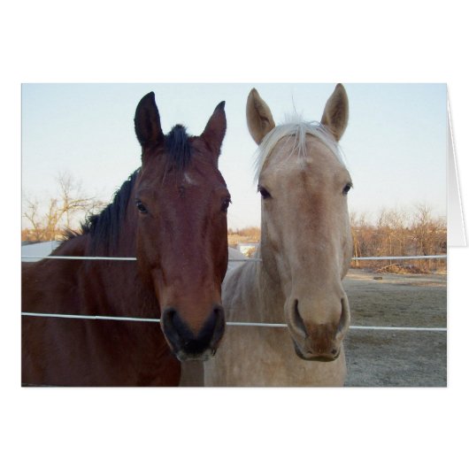 Buddy - Buddy -- Blank Inside (Front Horizontal)