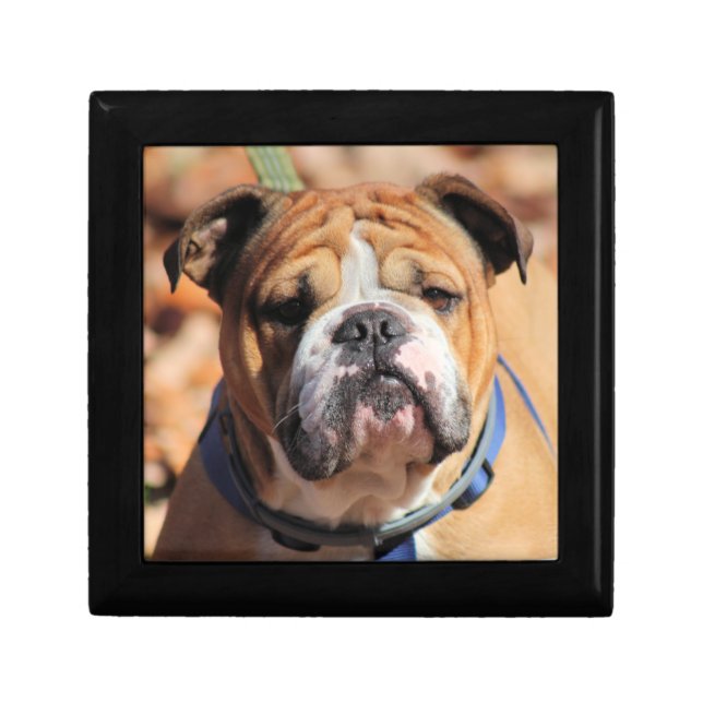 Buddy Bulldog   Gift Box (Front)