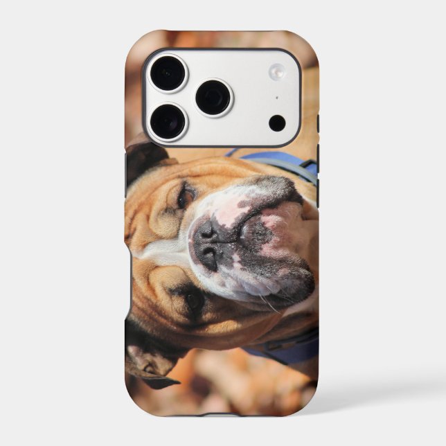 Buddy Bulldog  Iphone Case (Back)
