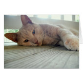 Buddy the Cat (Front Horizontal)