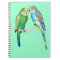 budgerigars