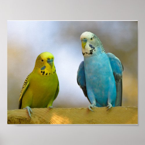Budgerigars perched poster