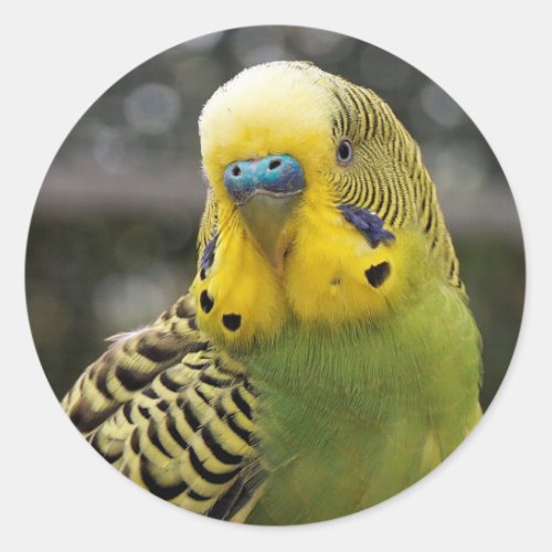 Budgie Bird Classic Round Sticker