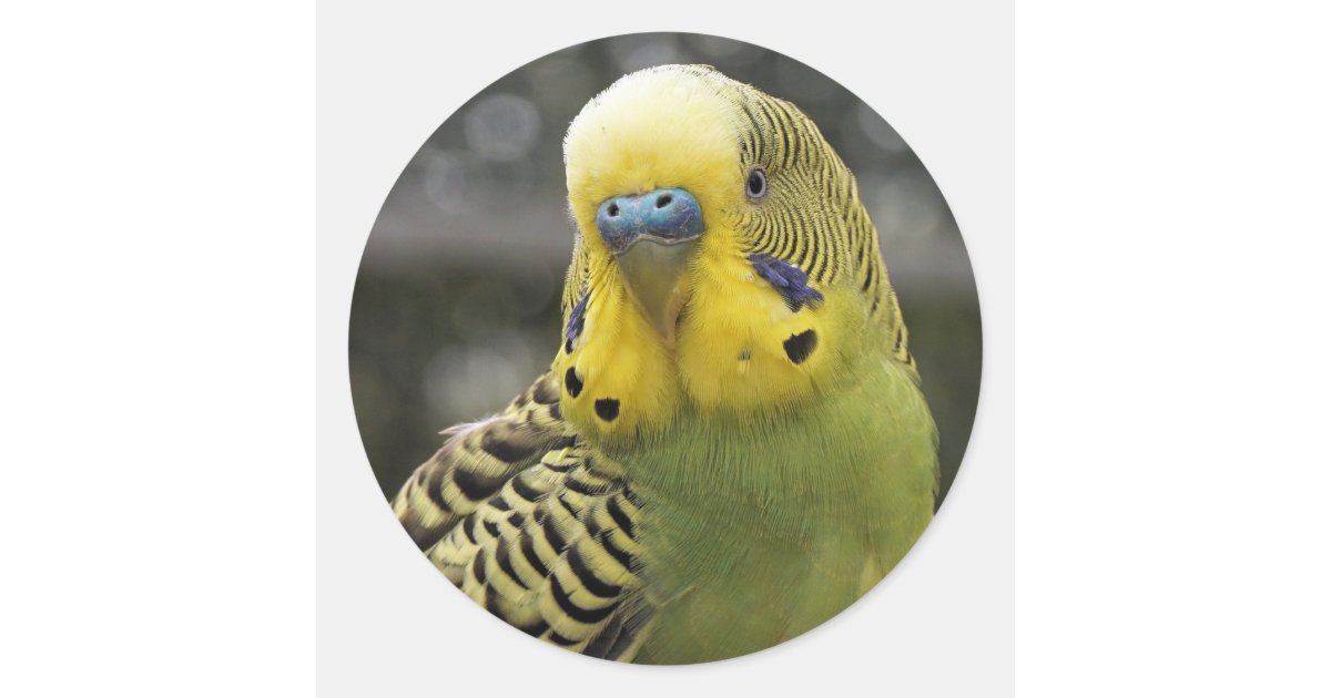Budgie Bird Classic Round Sticker | Zazzle
