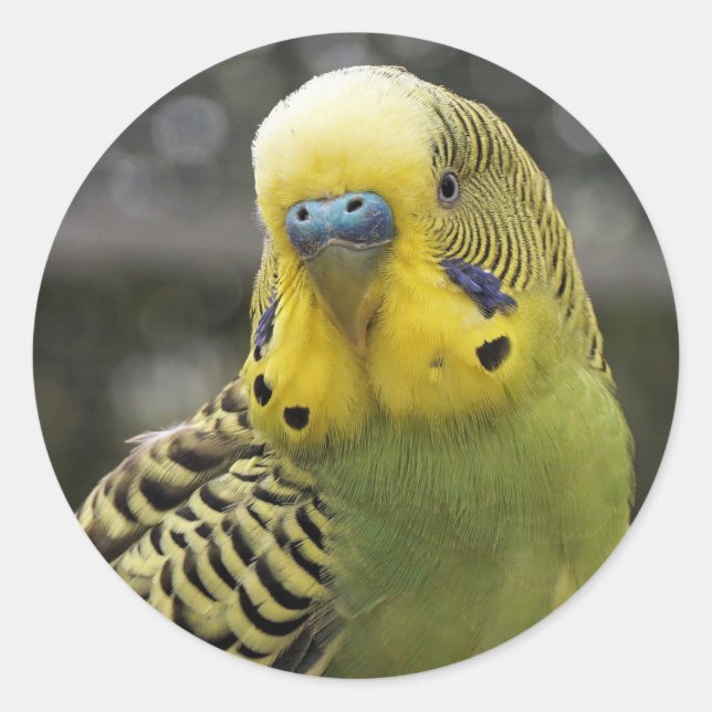 Budgie Bird Classic Round Sticker (Front)