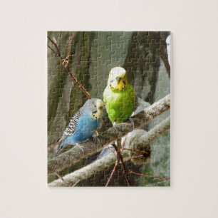 Budgie Bird Jigsaw Puzzle