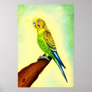 Budgie Bird Portrait Poster