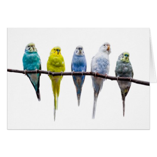 Budgie Birds Cards (Front Horizontal)