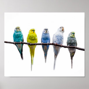 Budgie Birds Poster