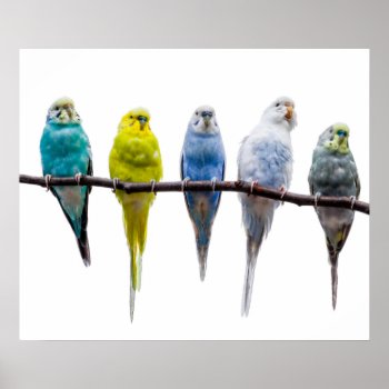 Budgie Birds Poster by PixLifeBirds at Zazzle