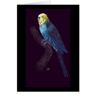 Budgie in color cards