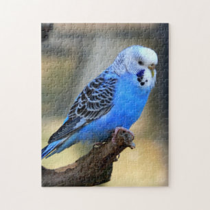 Budgie Jigsaw Puzzle