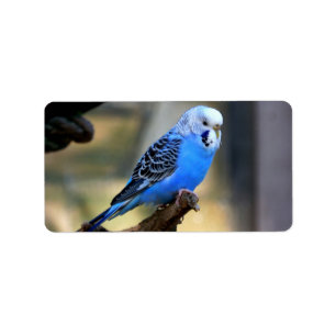 Budgie Label