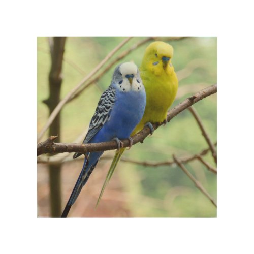 Budgie Love Wood Wall Art