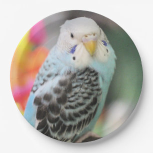 Budgie Paper Plates