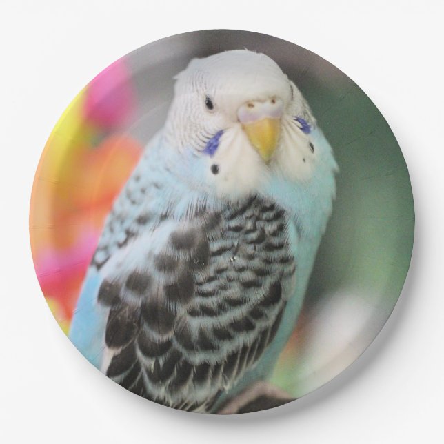 Budgie Paper Plates (Front)