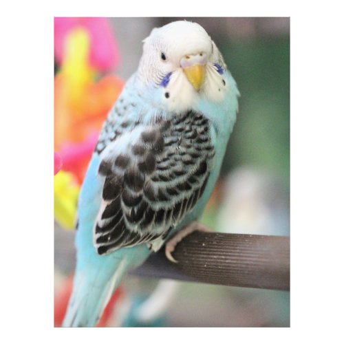 Budgie  photo print