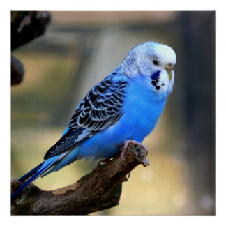 Budgie Posters | Zazzle