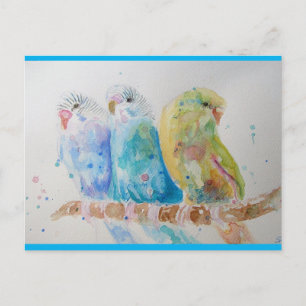 Budgie Watercolour Painting bird Budgies Aqua Teal Postcard