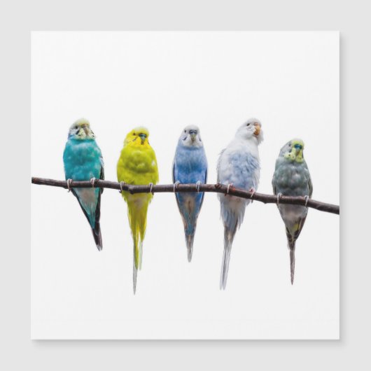 Budgies (Front)