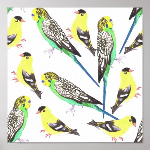 Budgies and american goldfinches bird lover art poster
