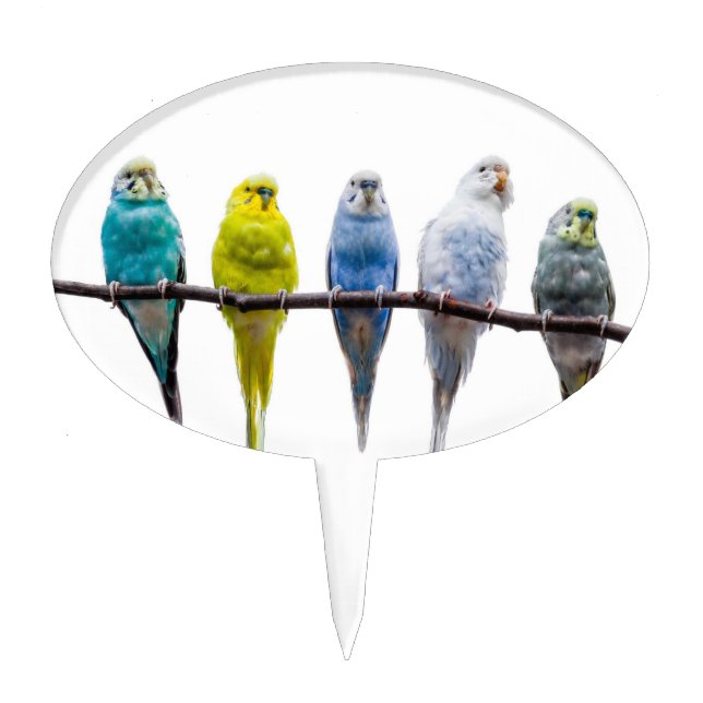Budgies Cake Topper (Front)